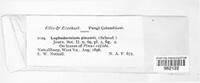 Lophodermium pinastri image